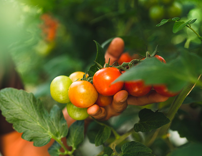 I benefici del consumo di pomodori